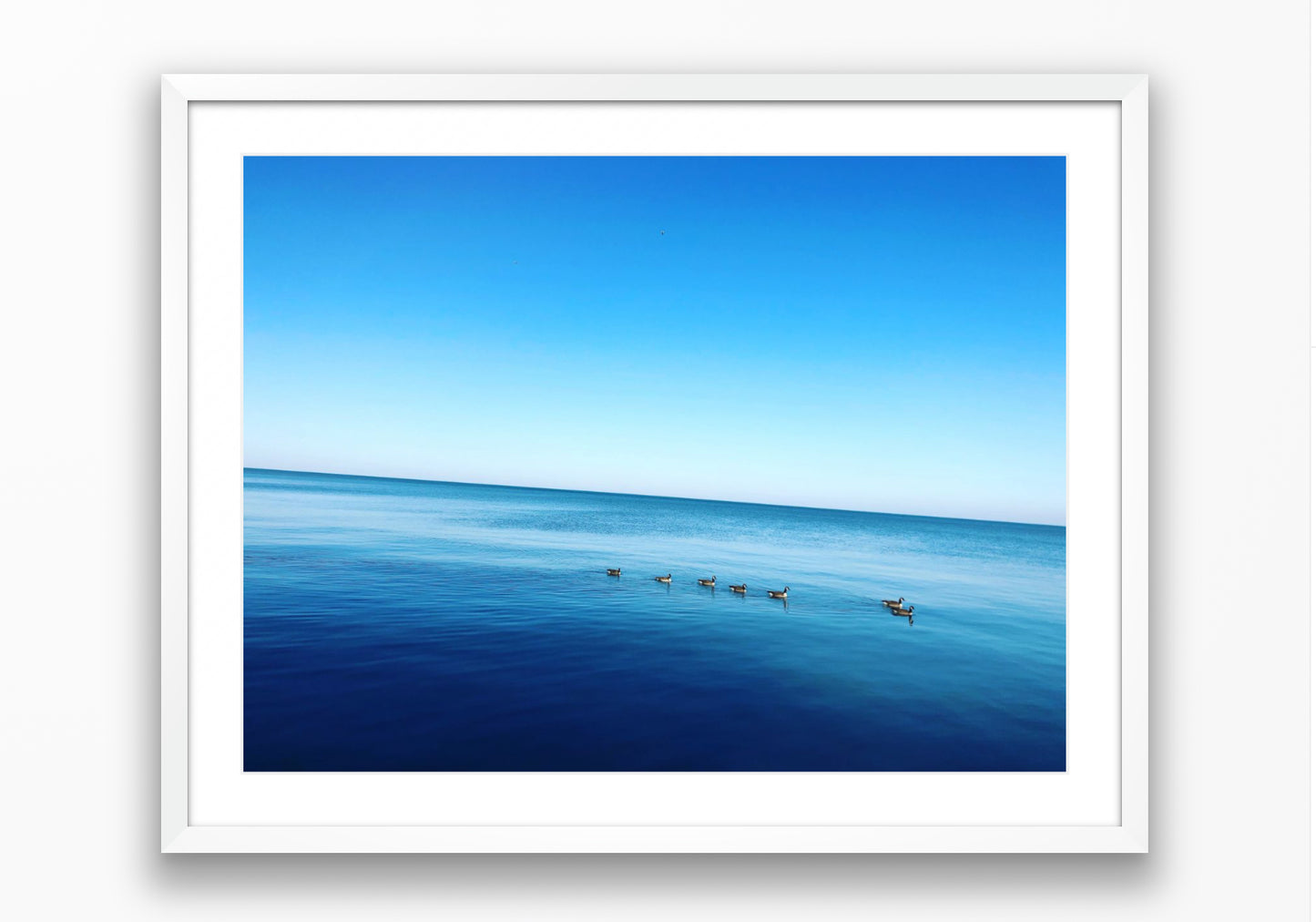 Ducks on the lake in spring #0202